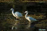 Aigrette garzette